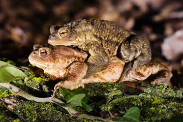 Couple of the common toad (Bufo bufo) in reproductive habits during the breeding season at the end of the winter. 
