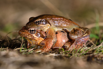 Couple of Italian agile frog (Rana latastei) in reproductive habits during the breeding season at the end of the winter. 