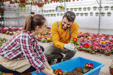 Two dedicated botanists planting flowers in soil. Greenhouse interior.