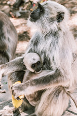 big gray monkey with a small child eat a banana 2