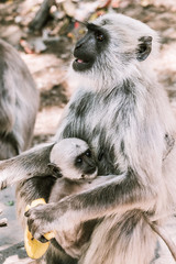 big gray monkey with a small child eat a banana 3