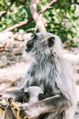 big gray monkey with a small child eat a banana 4