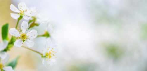 Obraz na płótnie Canvas spring background white cherry blossoms. copy space