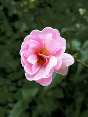 close up of pink  rose with dew , early in the morning
