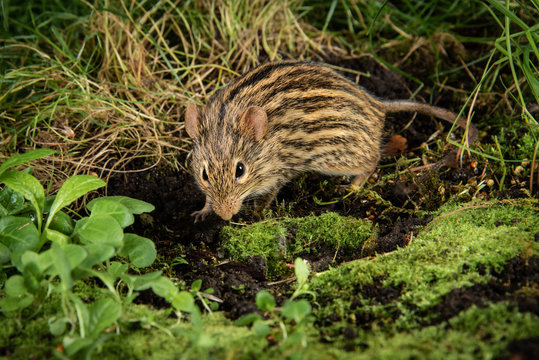 Close up of a zebra mouse scavenging in the undergrowth for food. Lemniscomys, sometimes known as striped grass mice or zebra mice
