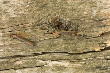 old board