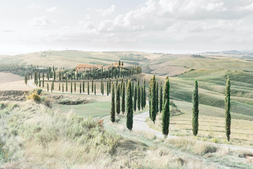Obraz premium Tuscany countryside. Cypresses trees, rolling hills and countryside roads. 