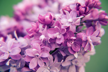 lilac closeup