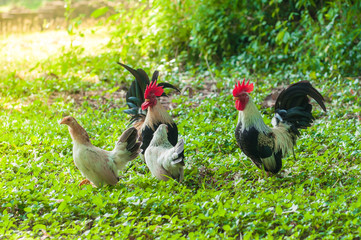 Bantam Animal in garden