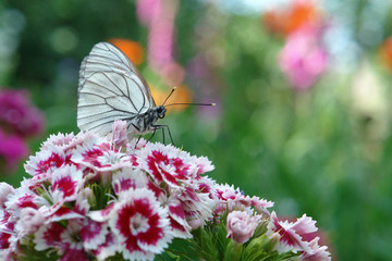 A close up of black-veined white butterfly (Aporia crataegi) on a sweet William flowers (Dianthus barbatus), colorful blurred background, space for text