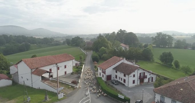 Sheep herd moves along the D8 local road in Irissarry, France interrupting car traffic, Aerial dolly out reveal shot