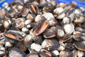 Closeup of cockles sea food