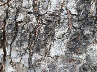 tree bark texture