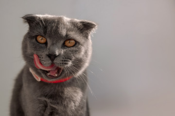 a grey cat is licking its lips on a light background. Lop-eared British cat