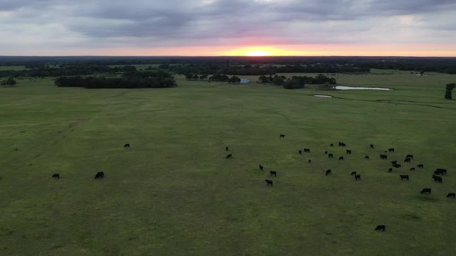 Flight Over Black Angus Cattle Grazing In A Pasture At Sunset, Burleson County, Texas, USA