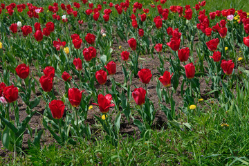 red tulips in the garden