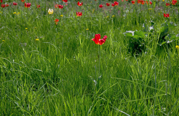 lonely red tulip in the field