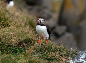 The Atlantic puffin, also known as the common puffin