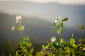 Closeup of small white flower on mountain.