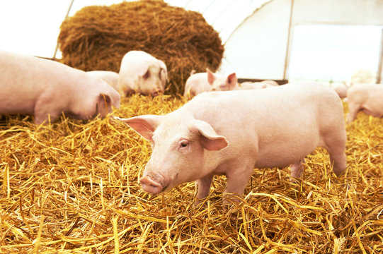 piglet on hay and straw at pig breeding farm