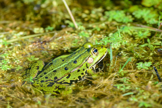 pool frog, pelophylax in a moor in austria