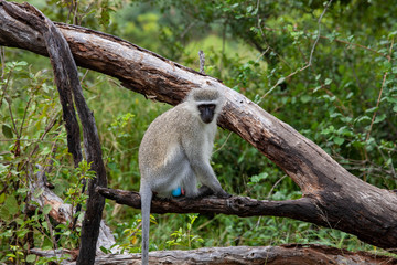 A male vervet monkey (Chlorocebus pygerythrus) sitting on a branch of a toppled tree during the...