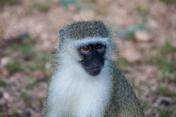 A portrait of a vervet monkey (Chlorocebus pygerythrus) against a blurred South African bushveld background.