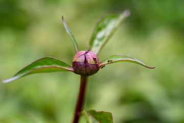 peony bud and ants, macro scale