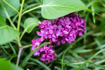 lilac branch on the grass in the garden