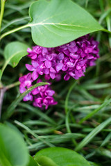 lilac branch on the grass in the garden