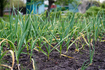 Garlic in the garden in spring. Gardening