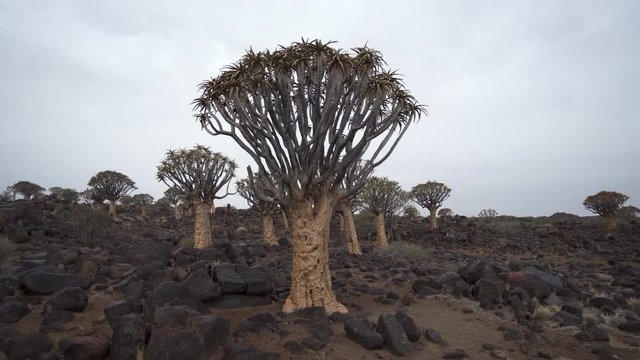Panning shot of Quiver trees amidst rocks in desert against sky, scenic view of landscape - Quiver Tree Forest, Namibia