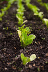 Romain lettuce seedlings in the garden. Gardening
