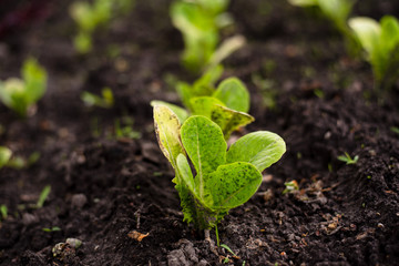 Romain lettuce seedlings in the garden. Gardening