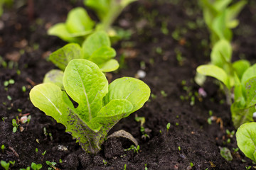 Romain lettuce seedlings in the garden. Gardening