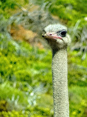 close up of an ostrich