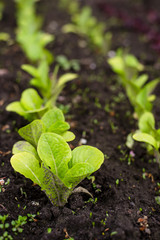 Romain lettuce seedlings in the garden. Gardening