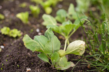 seedlings of young cabbage in the garden