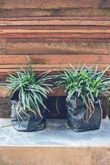 Closeup of plant with wood background