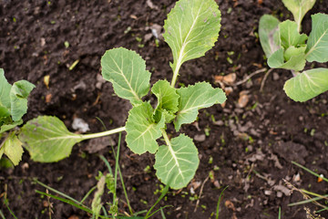 seedlings of young cabbage in the garden