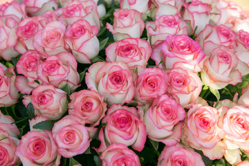 Obraz na płótnie Canvas A large bouquet of pink roses.