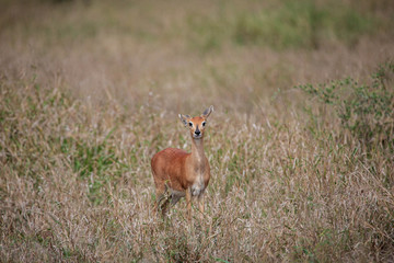 An alert lone Steenbok ewe (Raphicerus campestris) at the end of the rainy season in the South African lowveld.