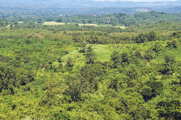View of forest landscape