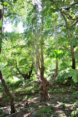 Platanus (plane tree) forest in Therma area, Samothraki island, Greece, Aegean sea