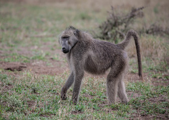 A Cape baboon (Papio ursinus) feeding at the end of the rainy season in the South African bushveld.
