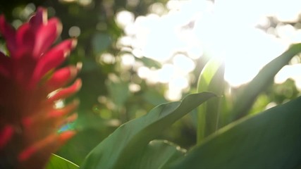 Breathtaking Vibrant Red Pink Ginger Plant, Push In Macro Close-Up