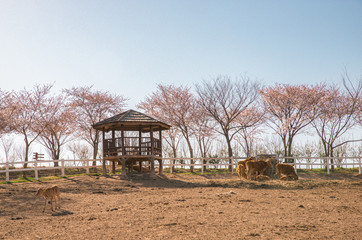 한국에 있는 목장 경치 / farm scenery landscape at korea