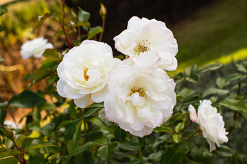 Closeup of a cluster of white roses in bloom, a brilliant floral display.