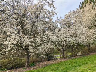 Obraz premium Yoshino cherry