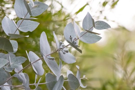 The stunning silver foliage of a mottlecah tree found in the wild Australian bush.